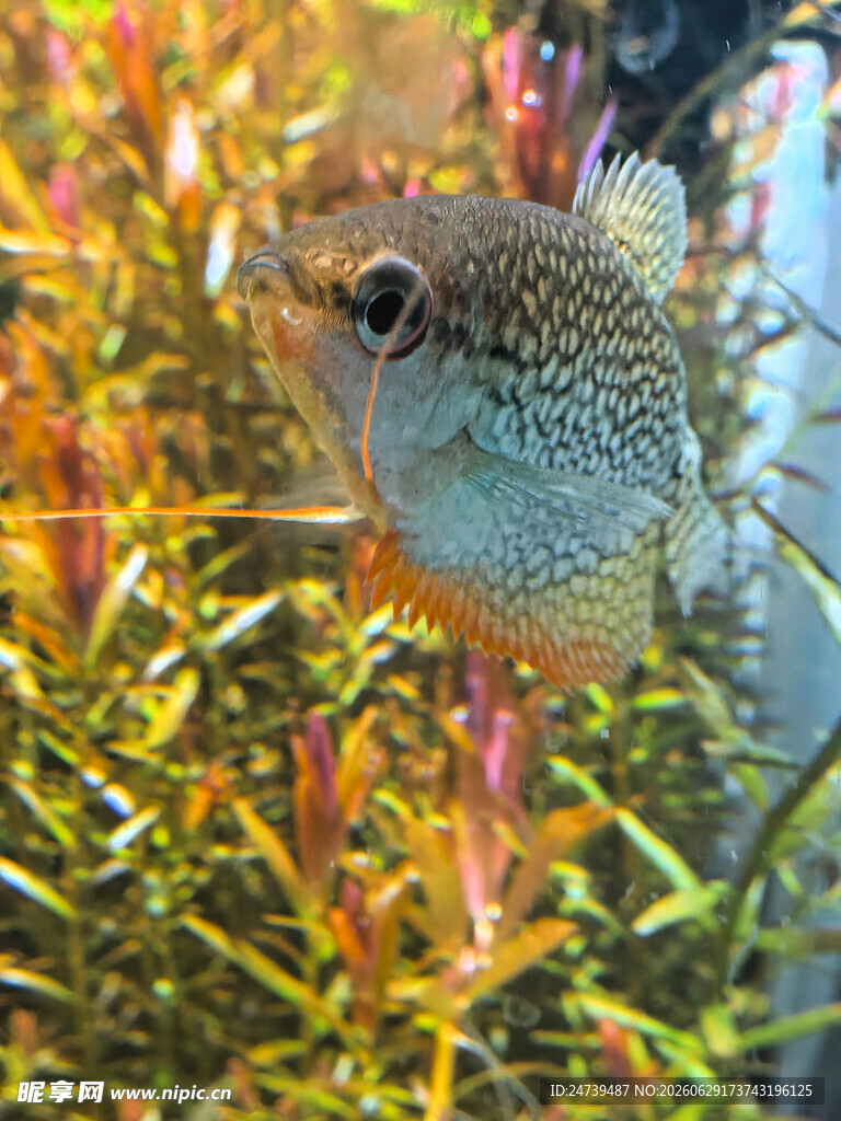水族箱中的可爱珍珠鱼