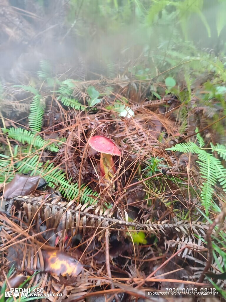 森林中生长的多彩蘑菇