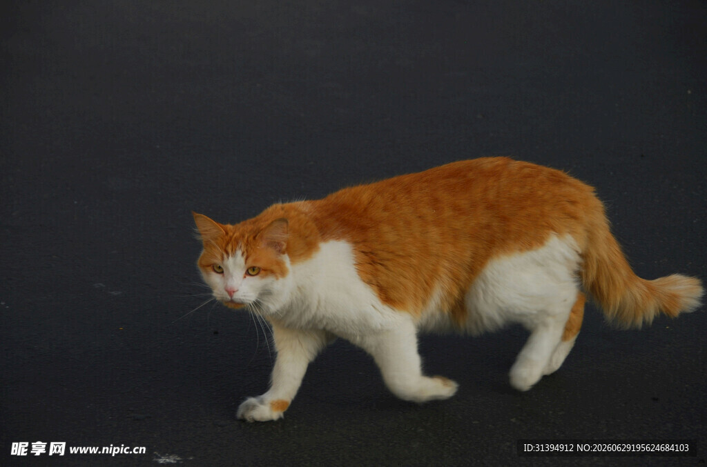 橙白相间猫咪行走瞬间