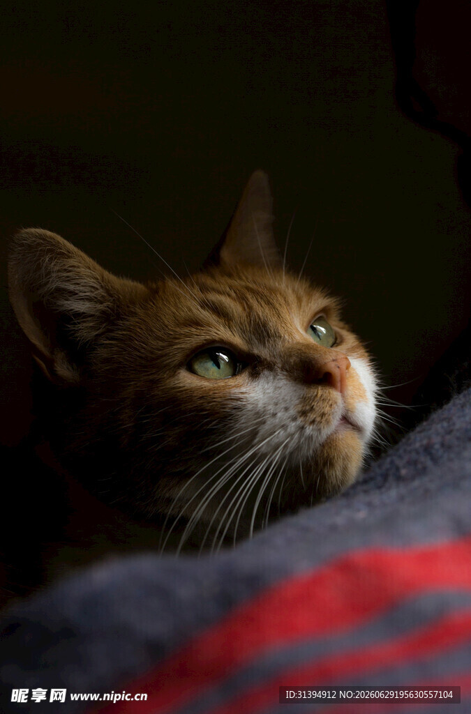 仰头猫咪的温柔瞬间