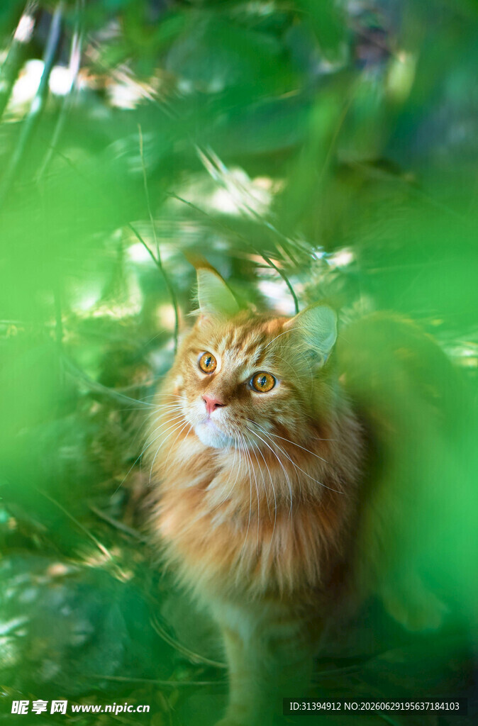 林间长毛猫眼神灵动