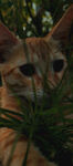 躲在绿植后的橘猫