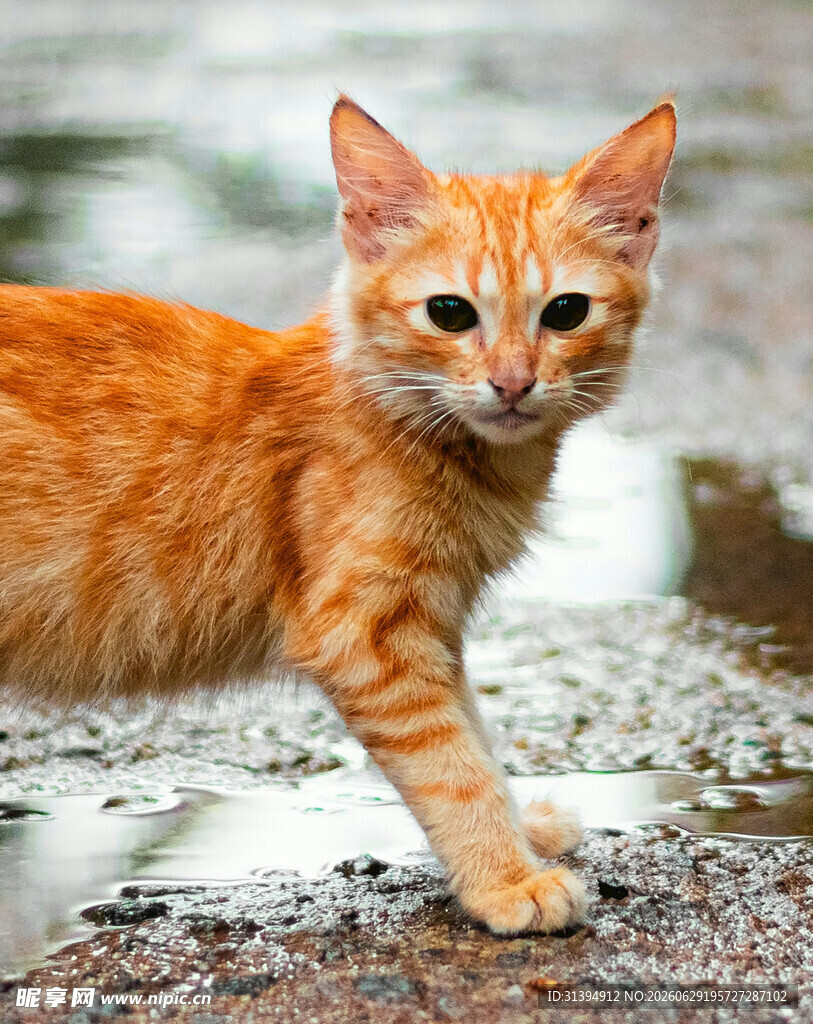 橘猫在湿地上行走