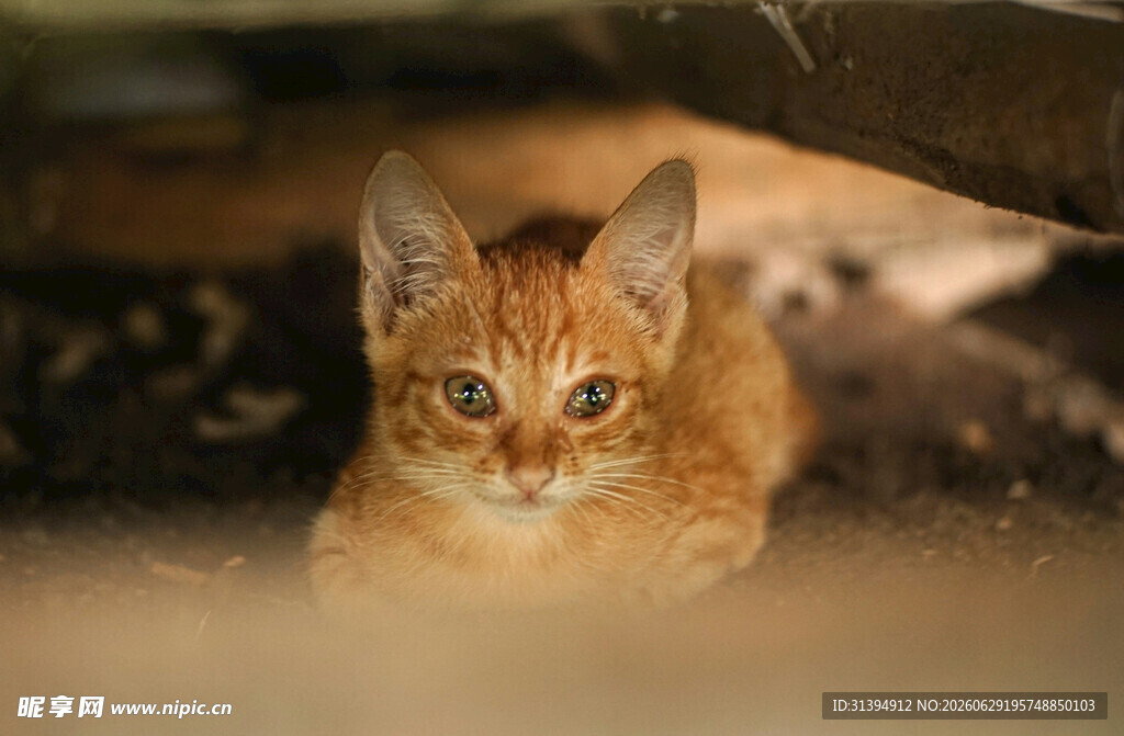 躲在暗处的橘色小猫