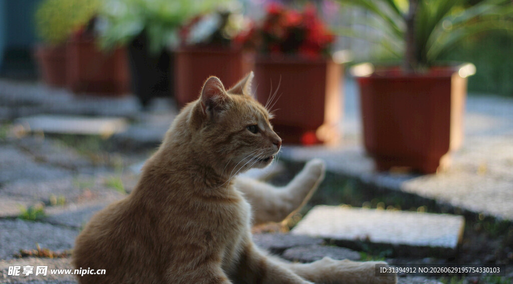 阳光下伸懒腰的可爱猫咪