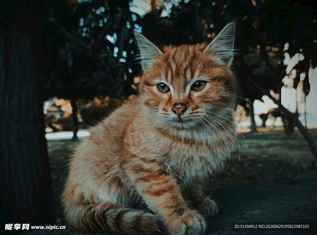 户外橘猫蹲坐