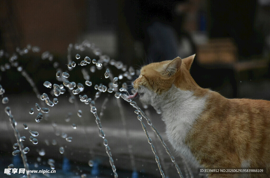 猫咪戏耍喷泉