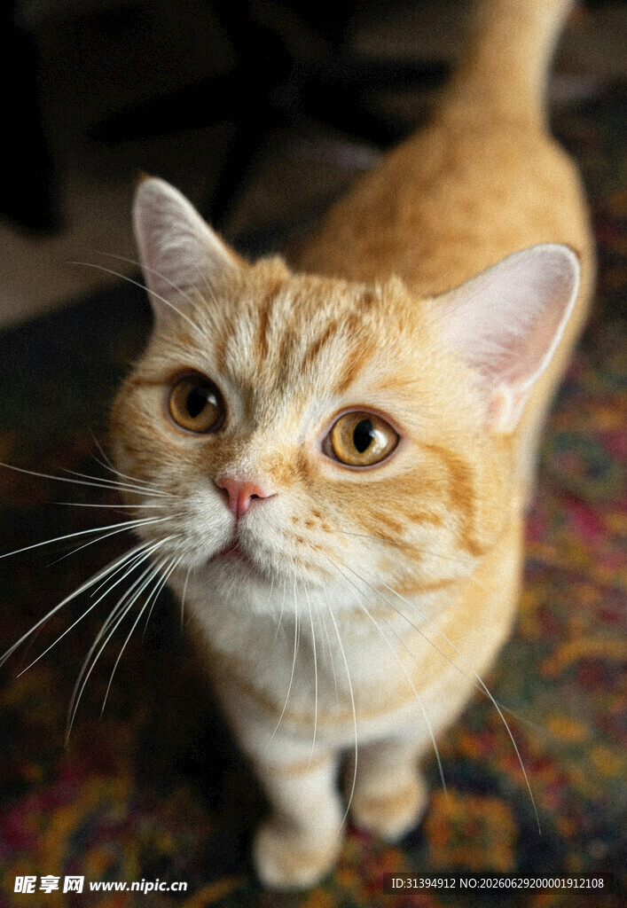 可爱橘猫抬头好奇张望