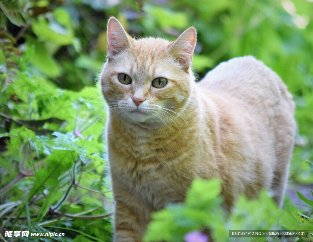 草丛中的黄猫