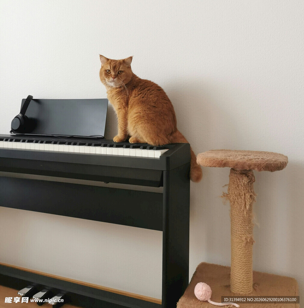 橘猫优雅端坐于电子琴上