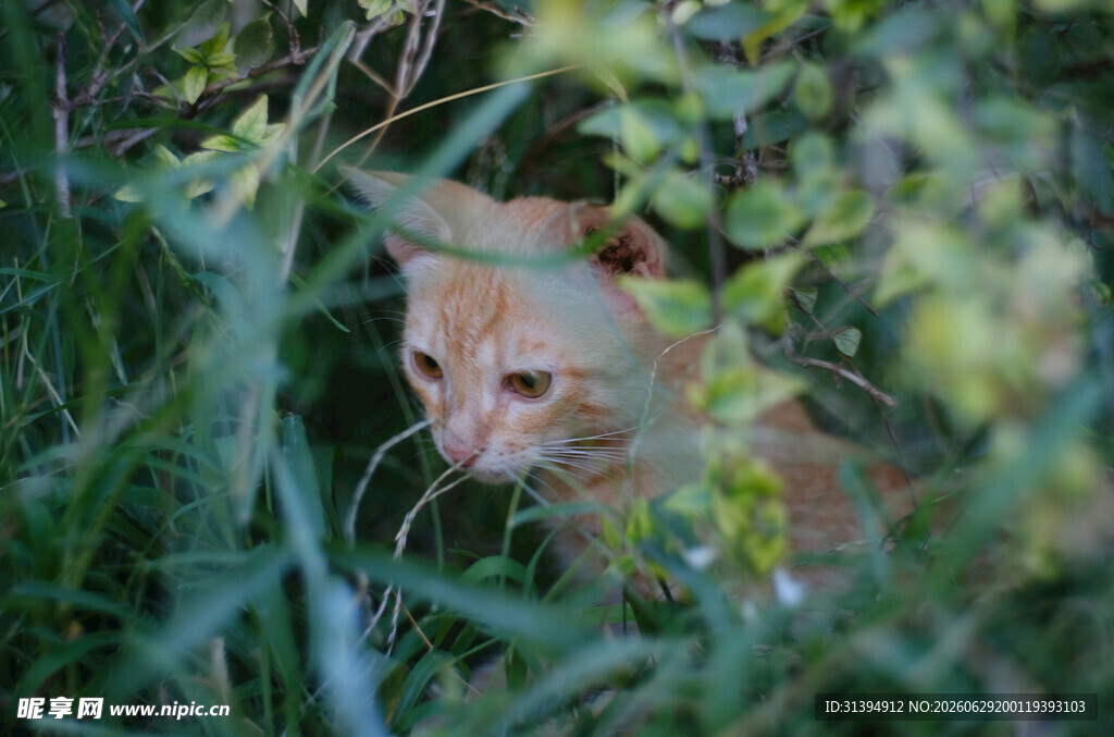 草丛中的橘猫