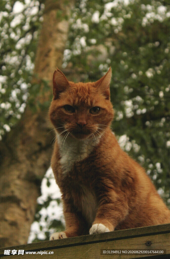橘猫于户外木栏惬意休憩