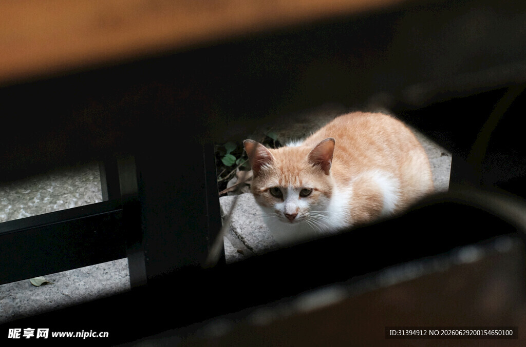 橘猫躲在缝隙中张望