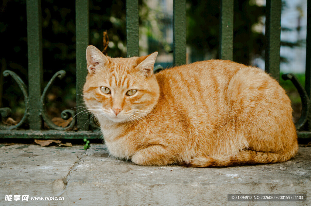 橘猫慵懒趴在石阶上