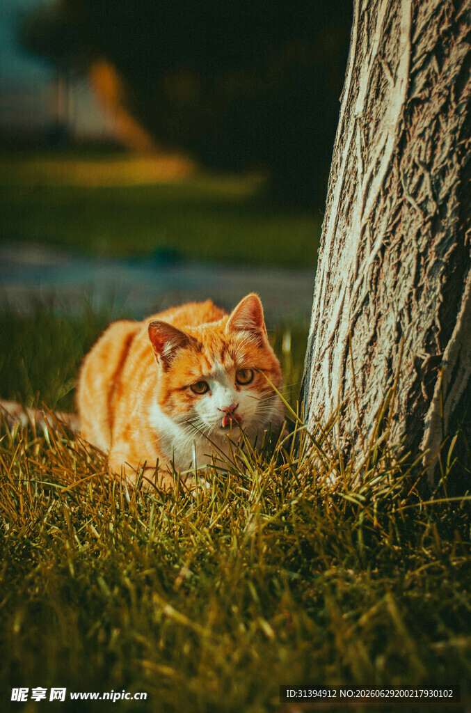 树下休憩的橘猫