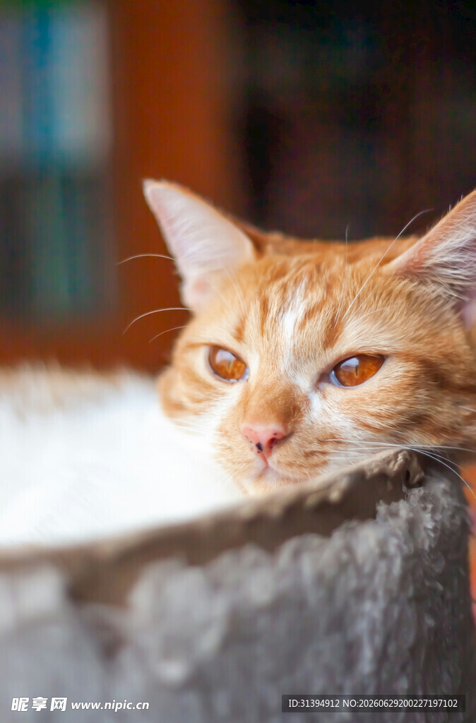 慵懒猫咪趴卧石沿