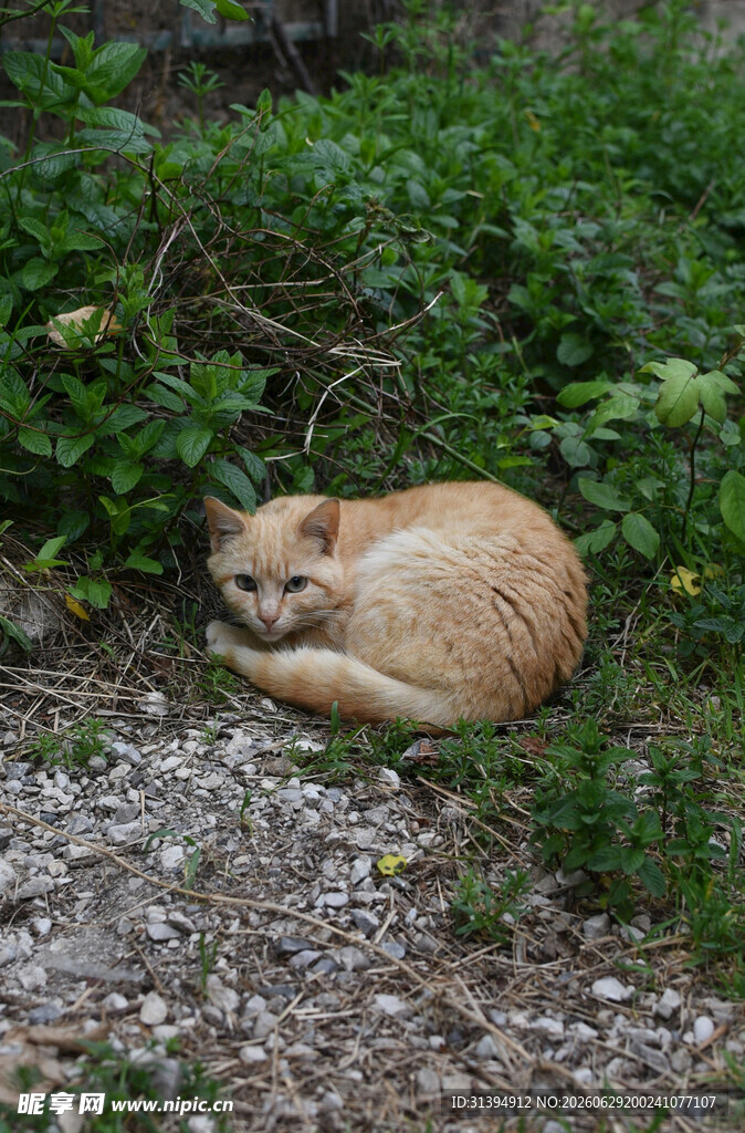 草丛中安睡的橘猫