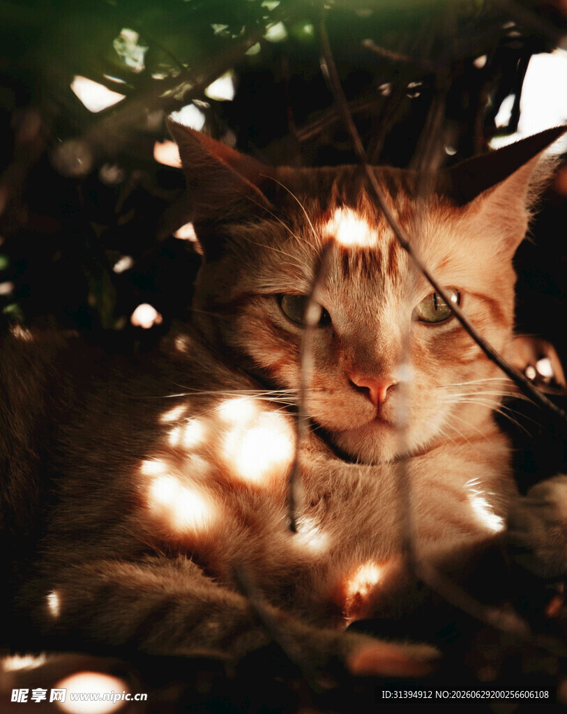 被灯光环绕的可爱猫咪