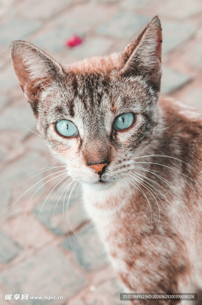蓝眼斑纹猫的特写瞬间