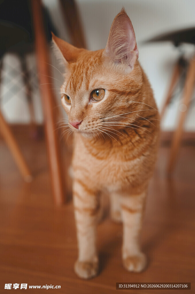可爱橘猫端坐木地板