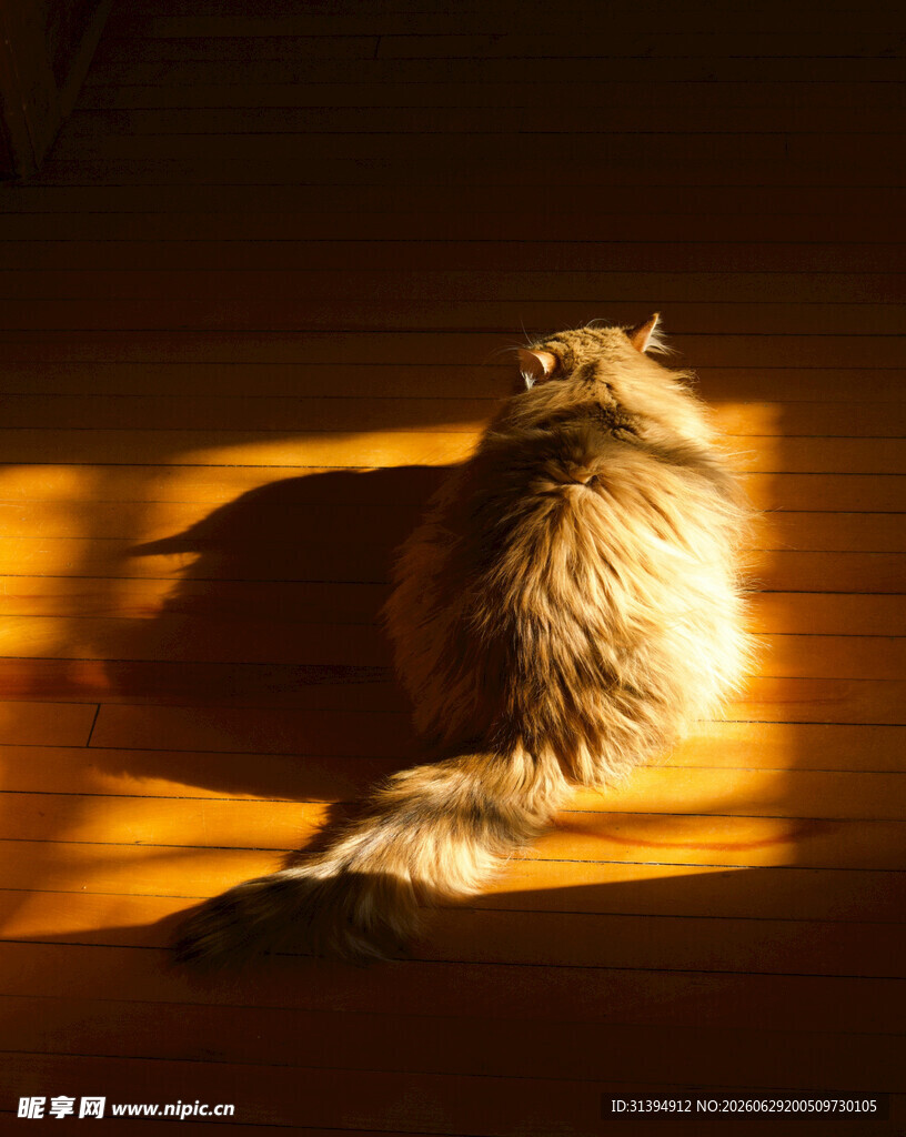 阳光下的猫咪背影
