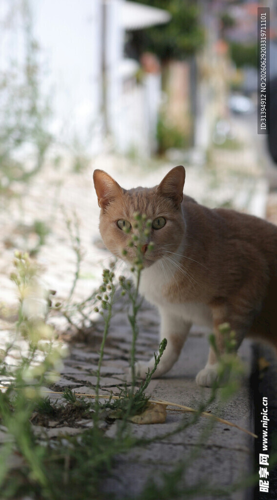 户外可爱小猫姿态
