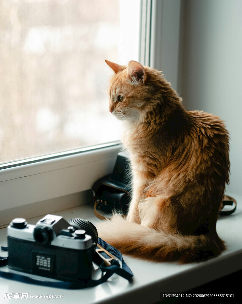 窗边橘猫与复古相机
