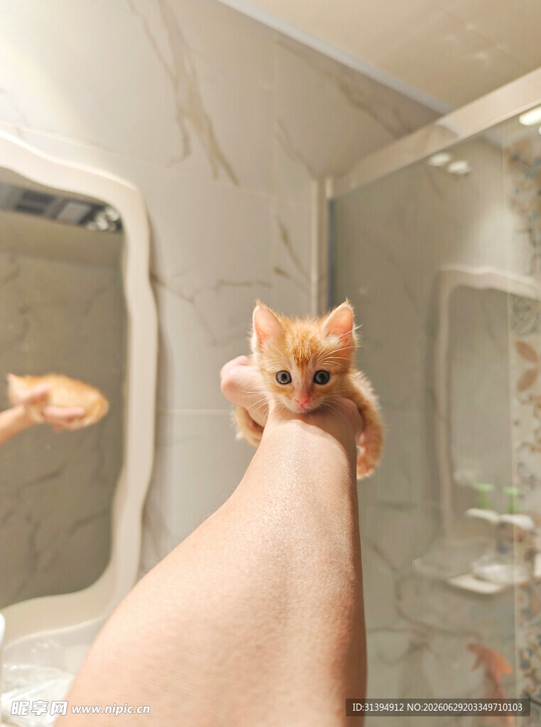 手托小橘猫于浴室镜子前