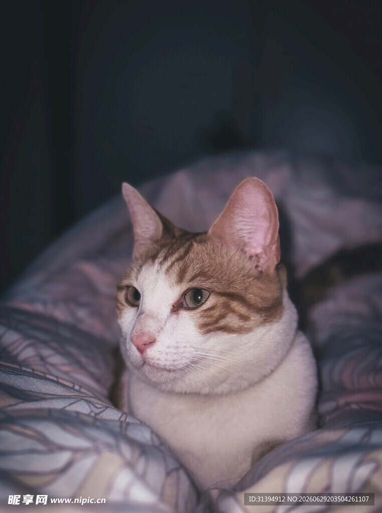 可爱猫咪惬意躺卧