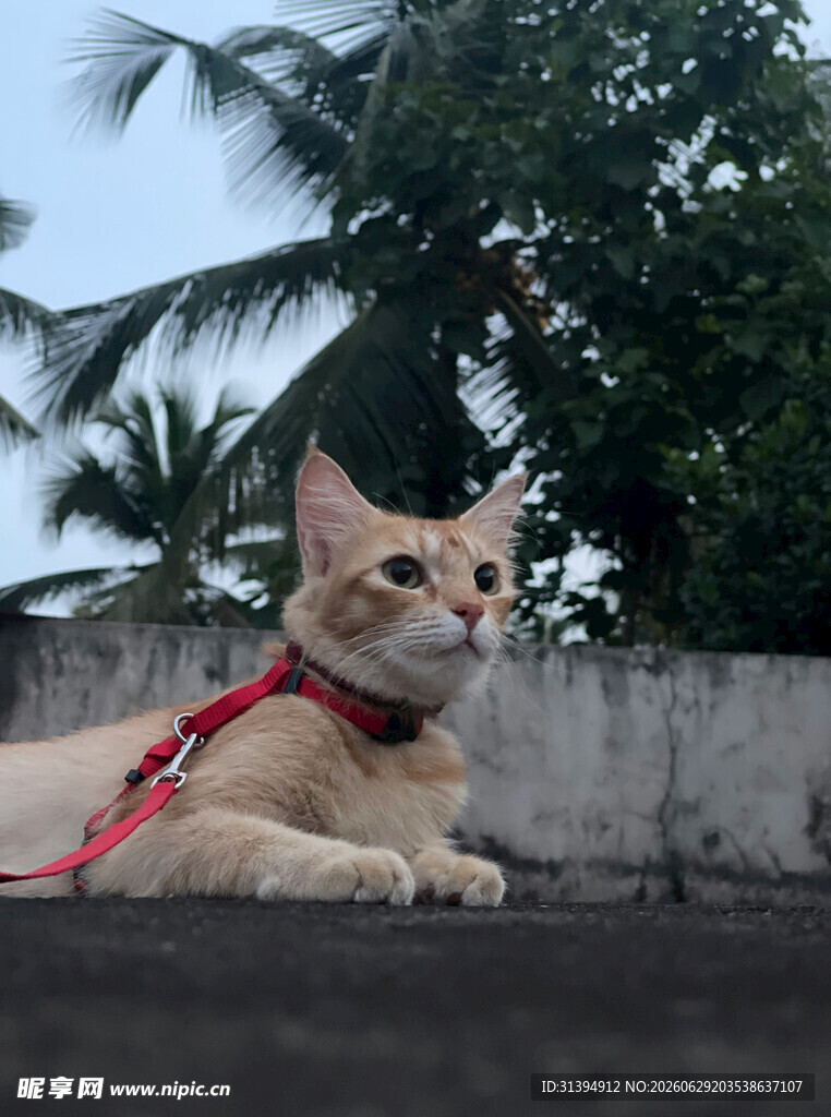 戴牵引绳的可爱猫咪