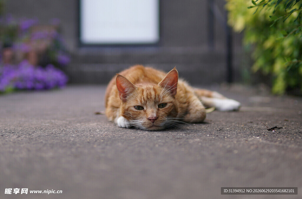 橘猫慵懒趴地