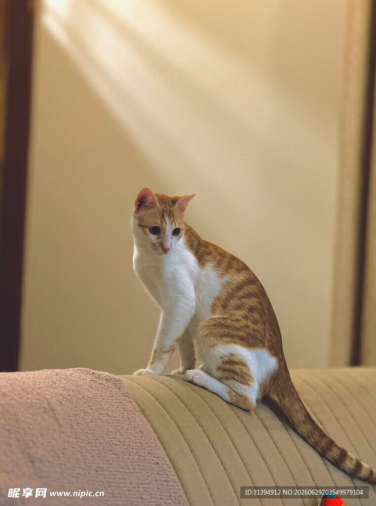 沙发上的可爱猫咪