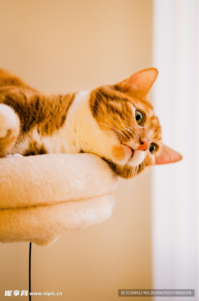 俏皮猫咪趴猫架