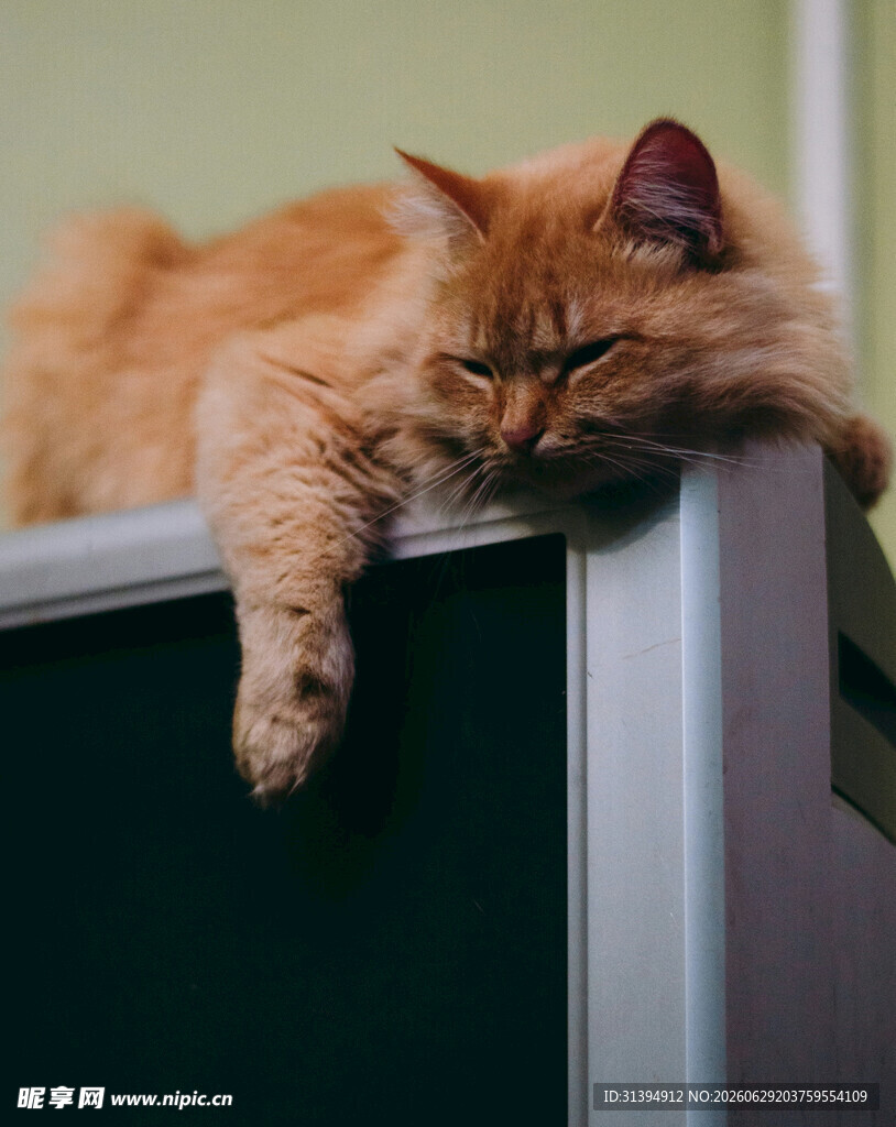 慵懒猫咪趴电视边框