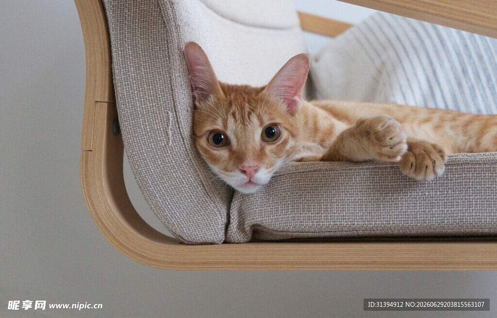 躺猫窝的可爱猫咪