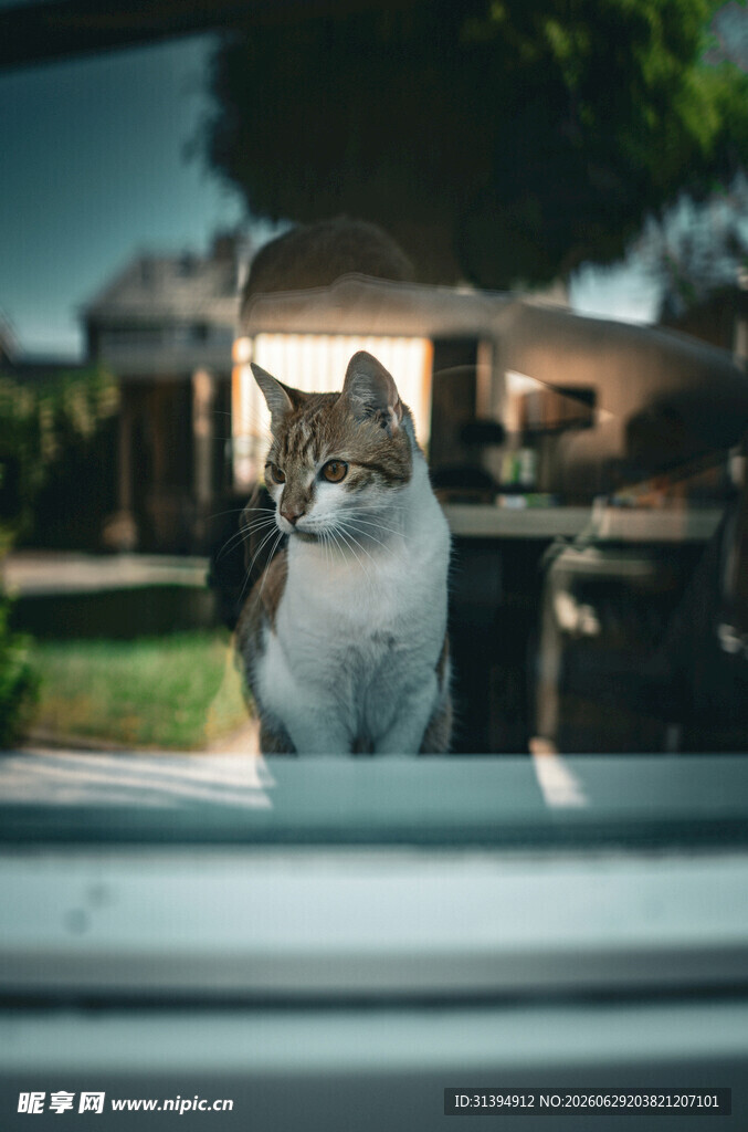 车内猫咪好奇张望窗外