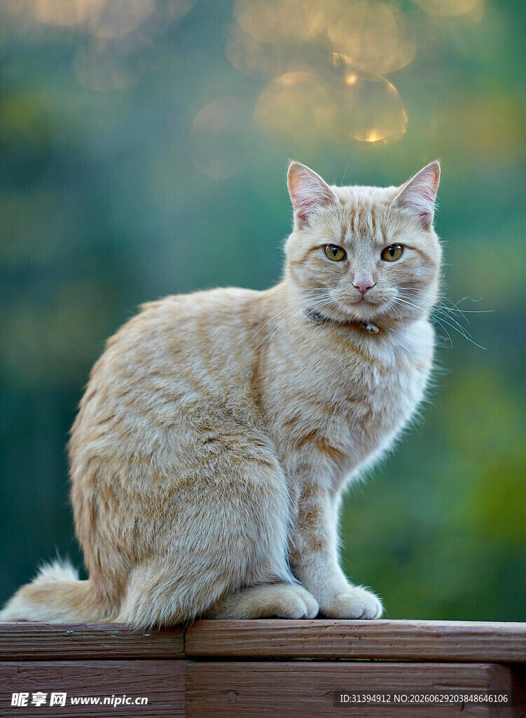 橘猫端坐木台