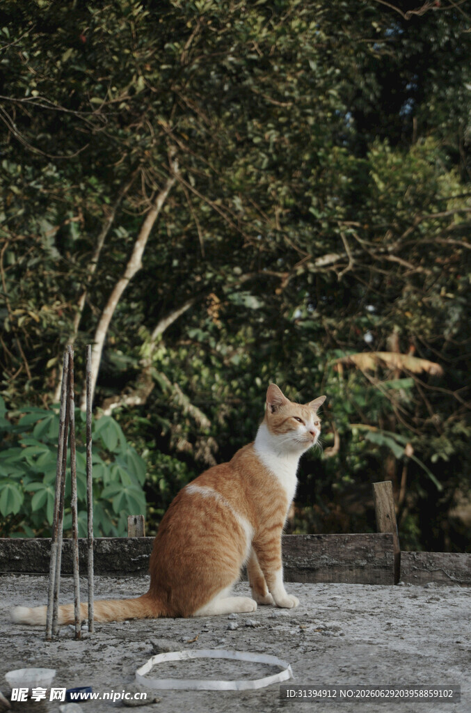 橘猫户外好奇望向上方