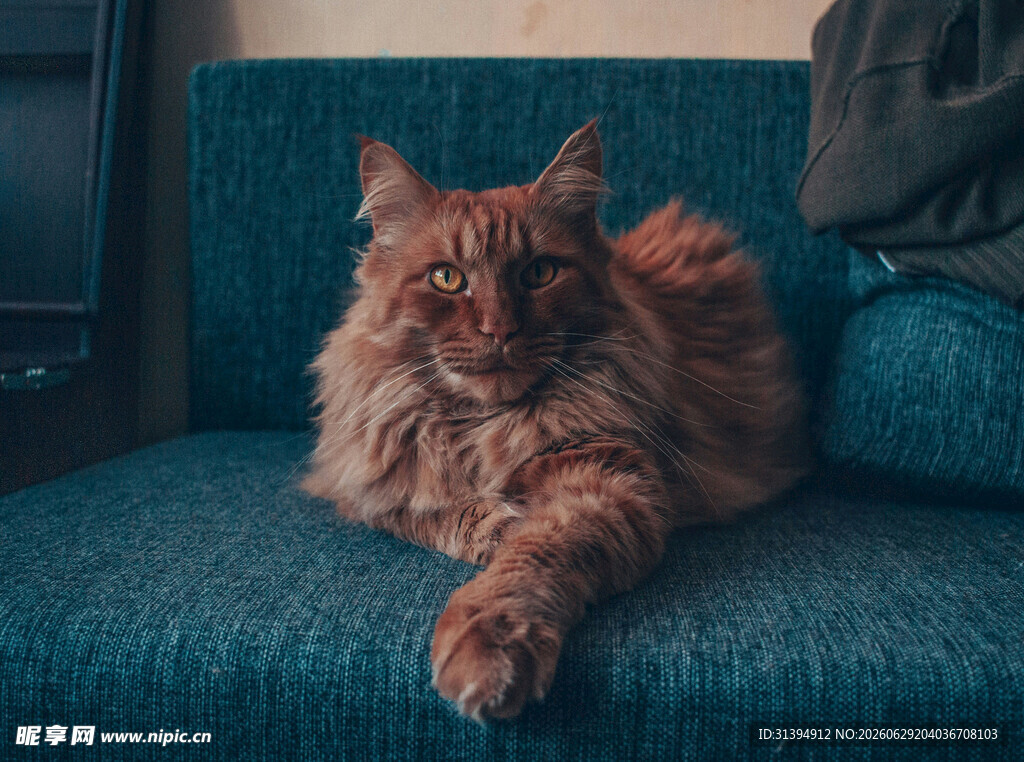 慵懒缅因猫惬意躺沙发