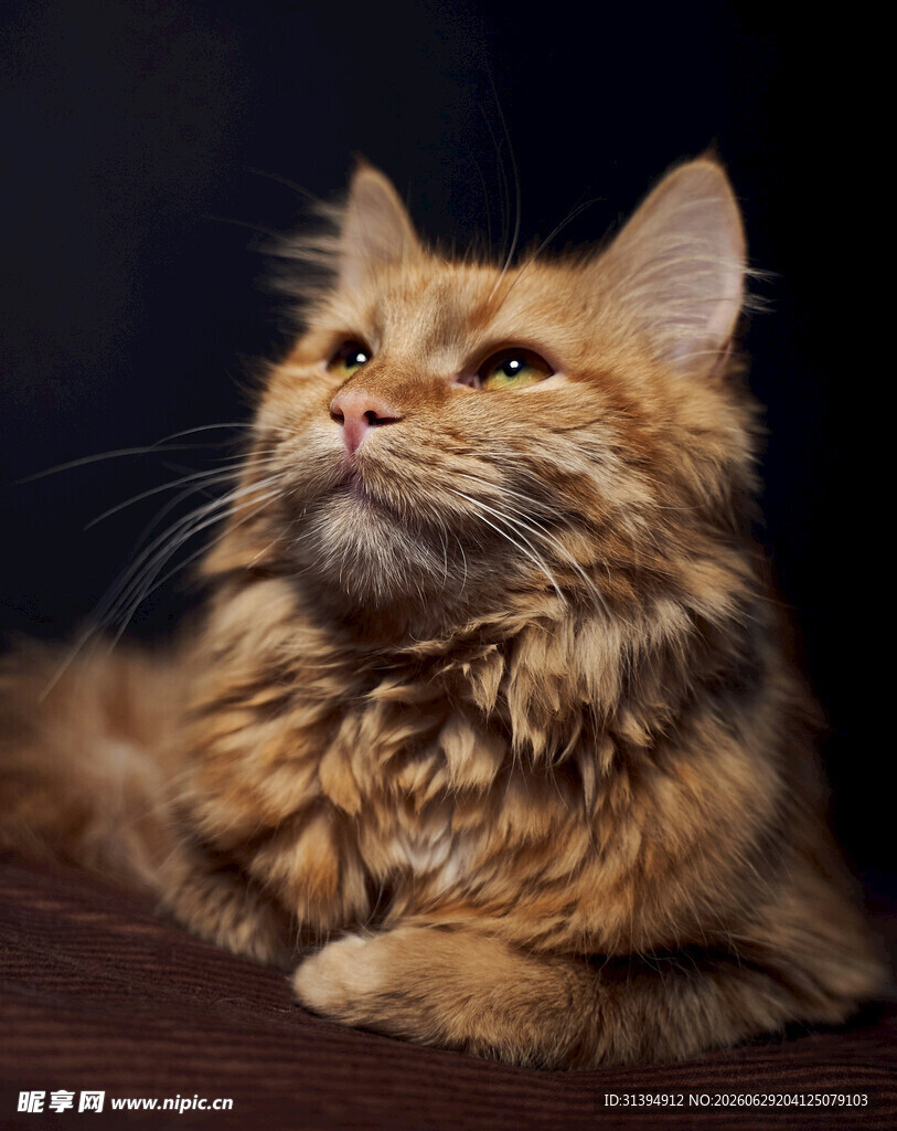 长毛猫咪仰头神态优雅