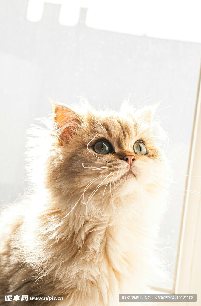 窗边的长毛猫