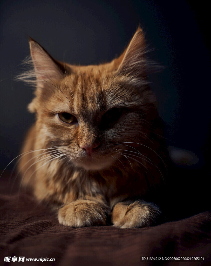 橘色长毛猫趴卧姿态