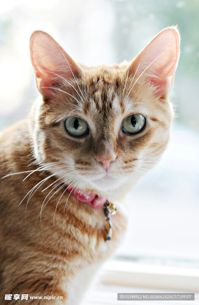 窗边可爱橘猫特写