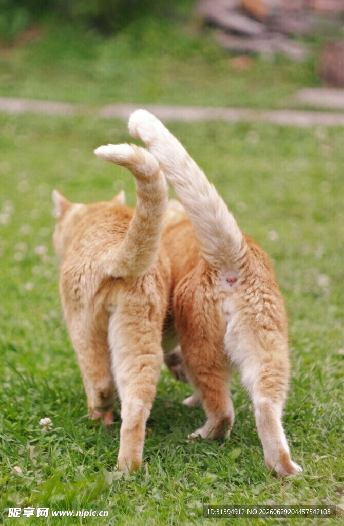 两只橘猫在草地上玩耍