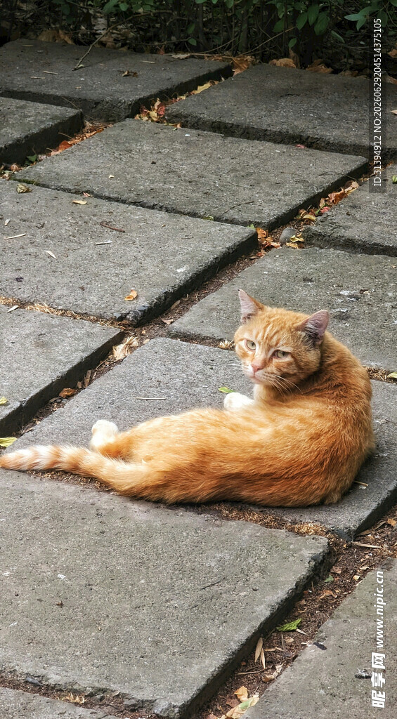 阳光下休憩的可爱小猫咪