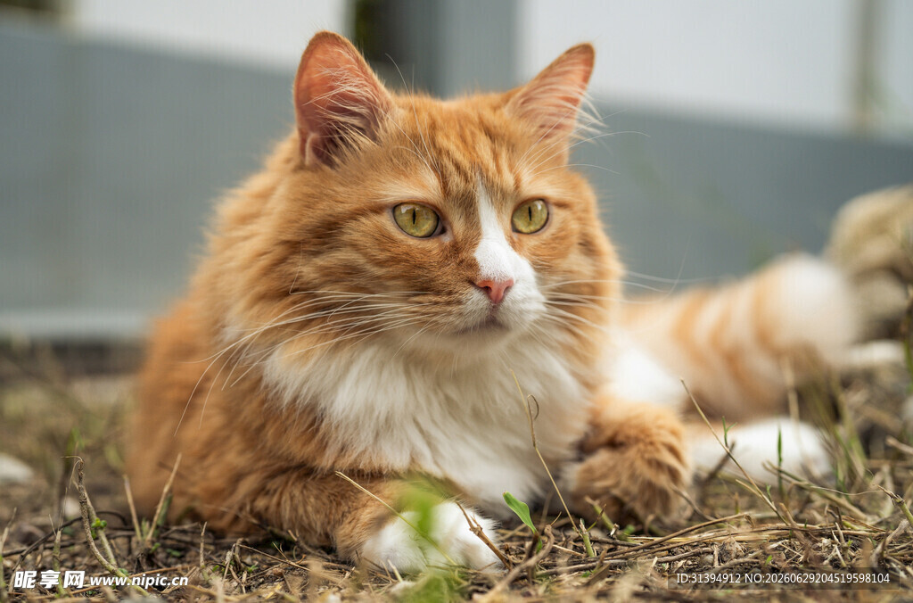 橘白长毛猫惬意趴卧