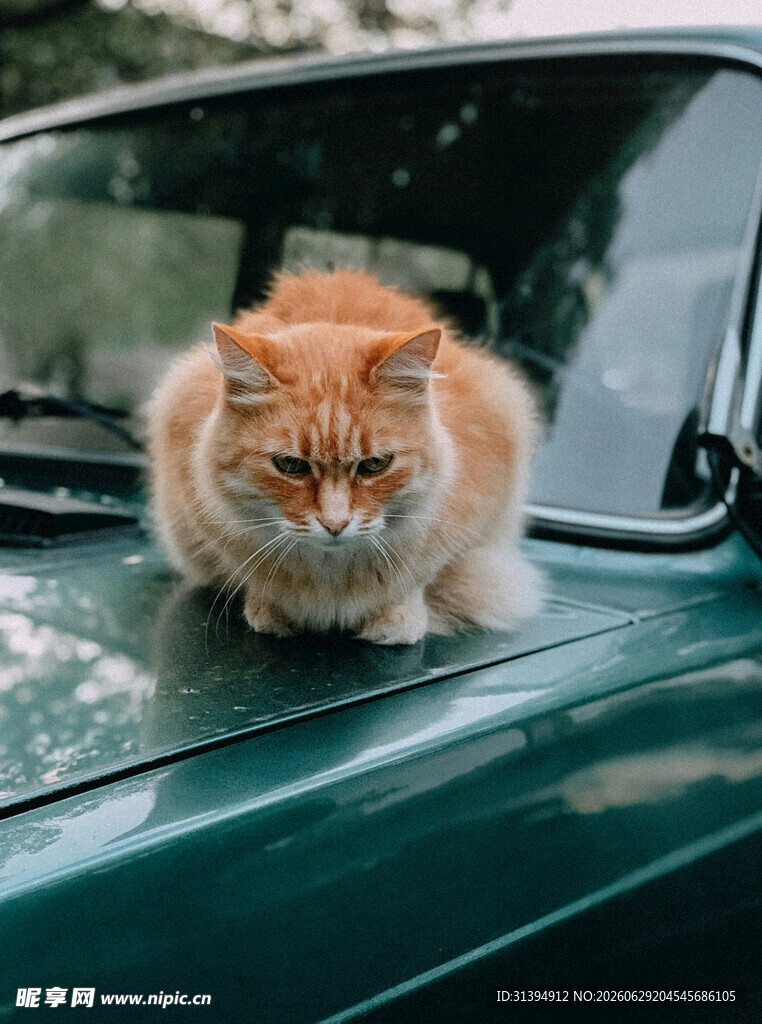 车顶橘猫
