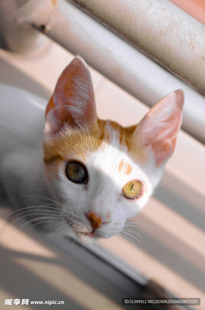 窗边可爱的白橘色猫咪