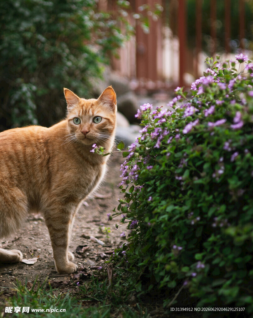 橘猫立于花丛旁