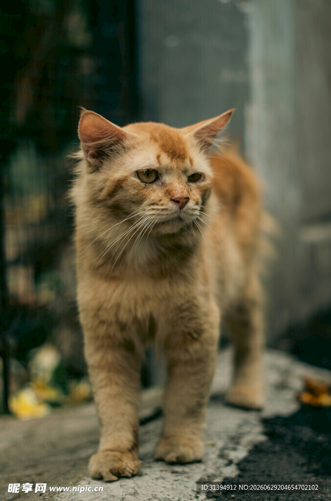 橘猫立于石上眺望远方